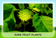rarefruitplants